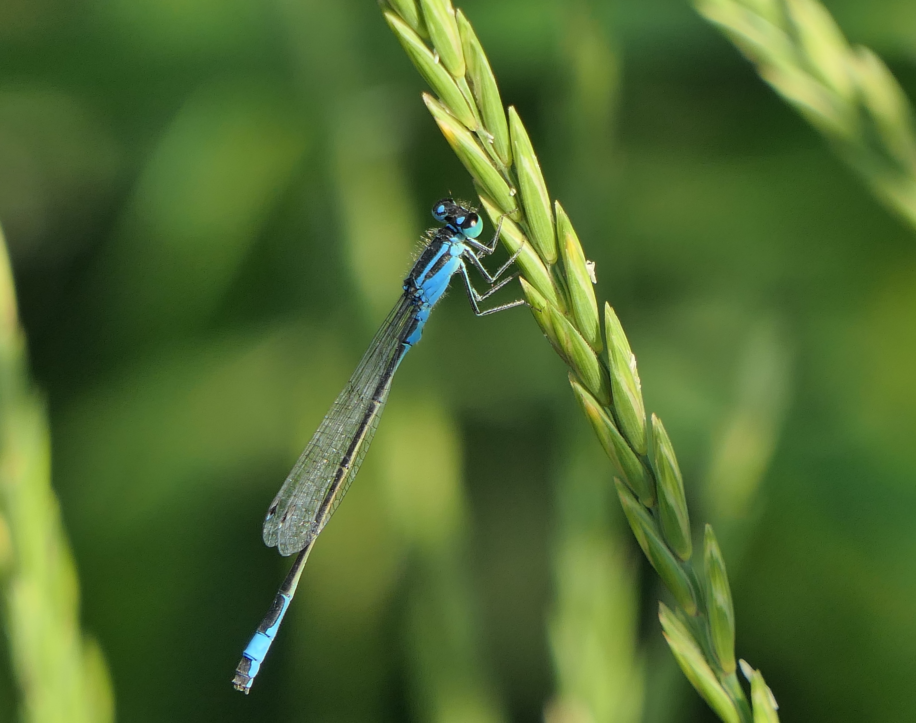 Große Pechlibelle (Ischnura elegans) ♂️