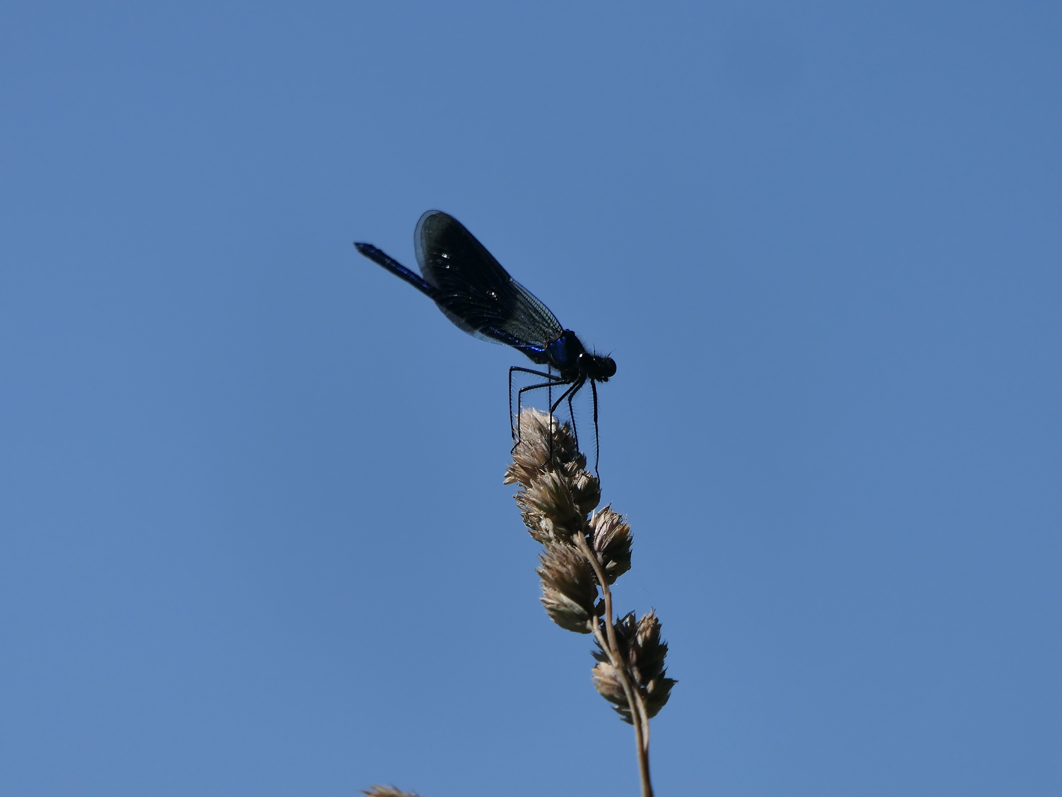 Gebänderte Prachtlibelle ♂️