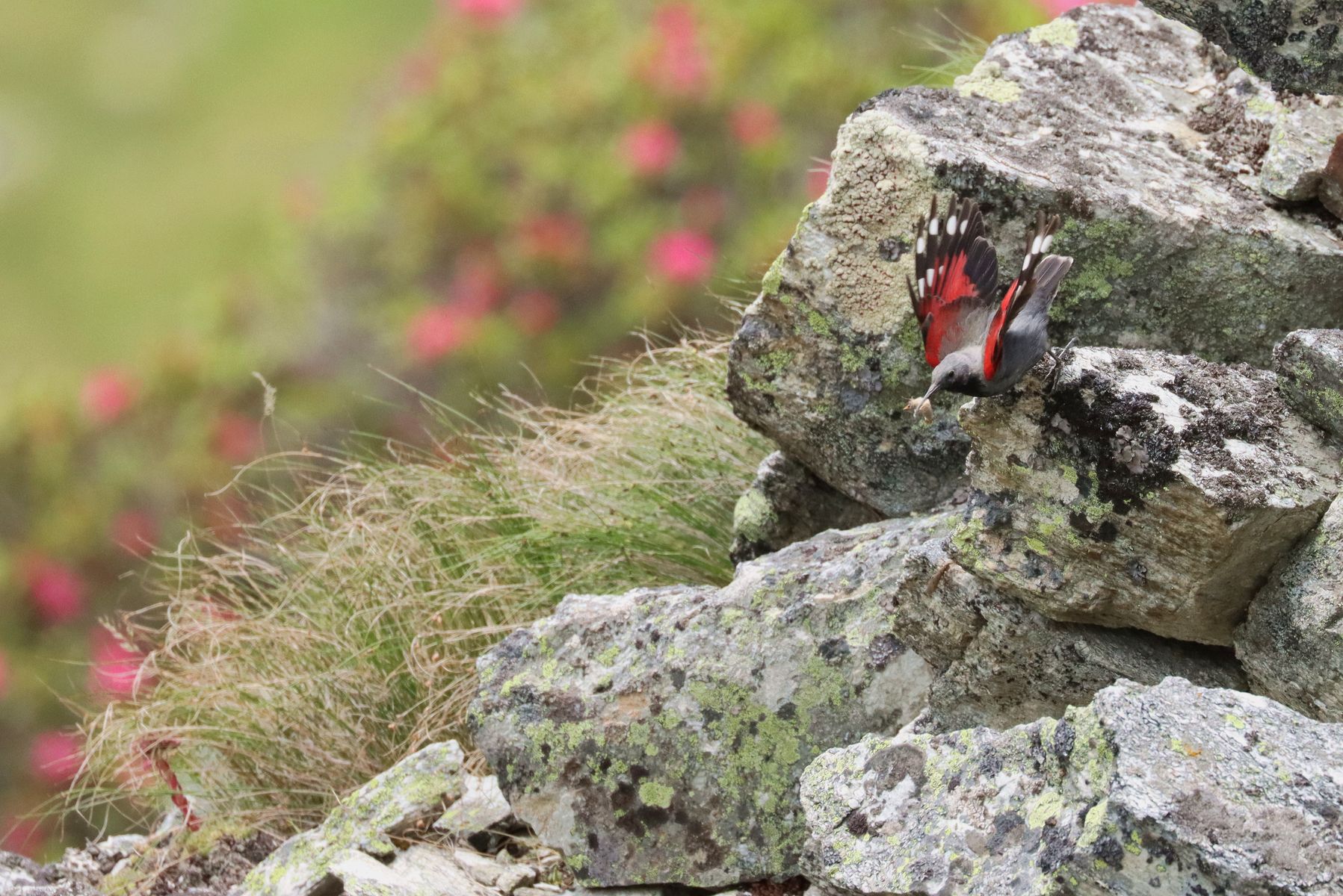 Mauerläufer vor Alpenrosen