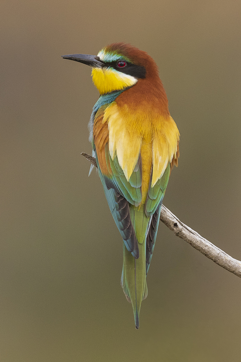 Bienenfresser – Merops apiaster