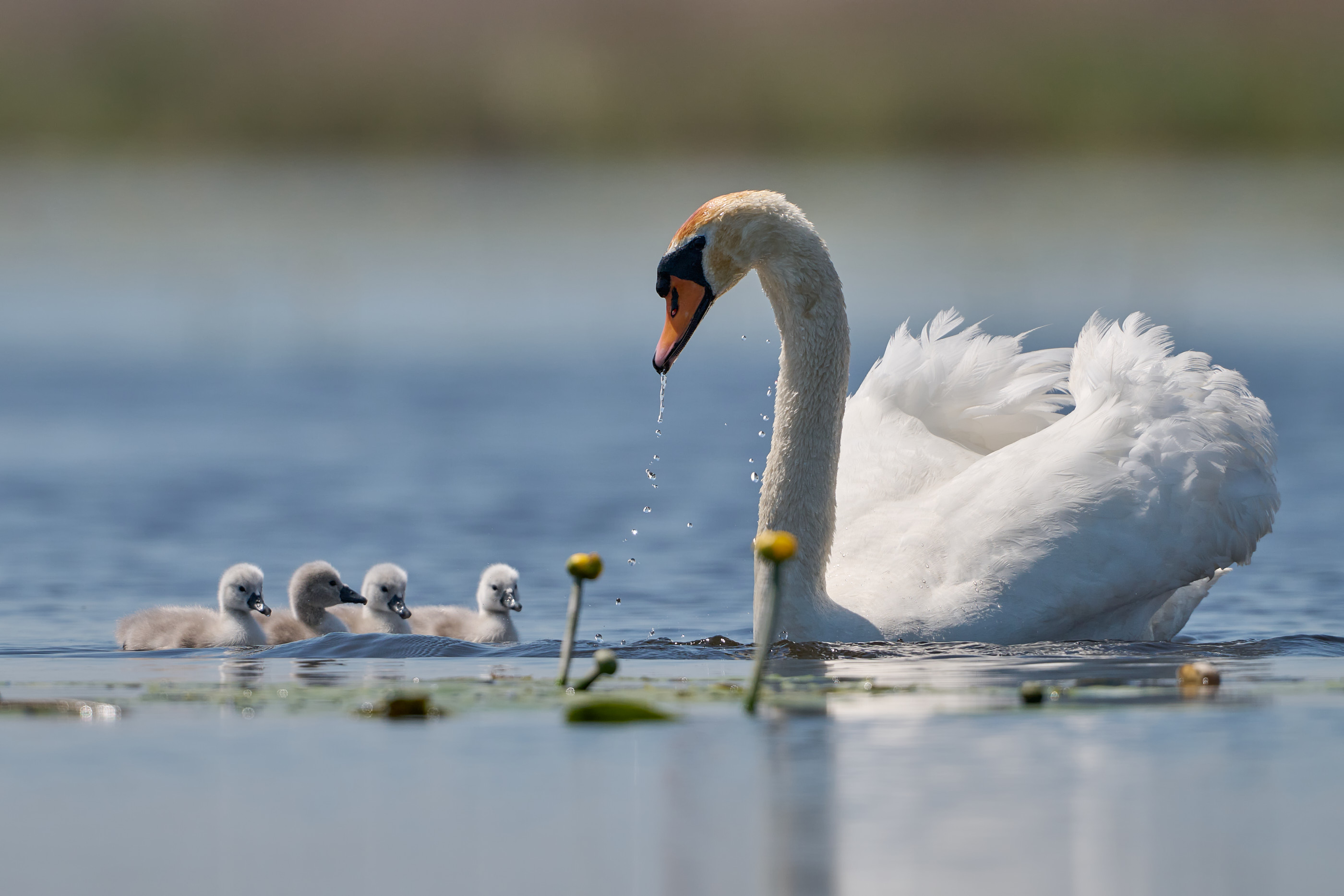 Der Ausflug