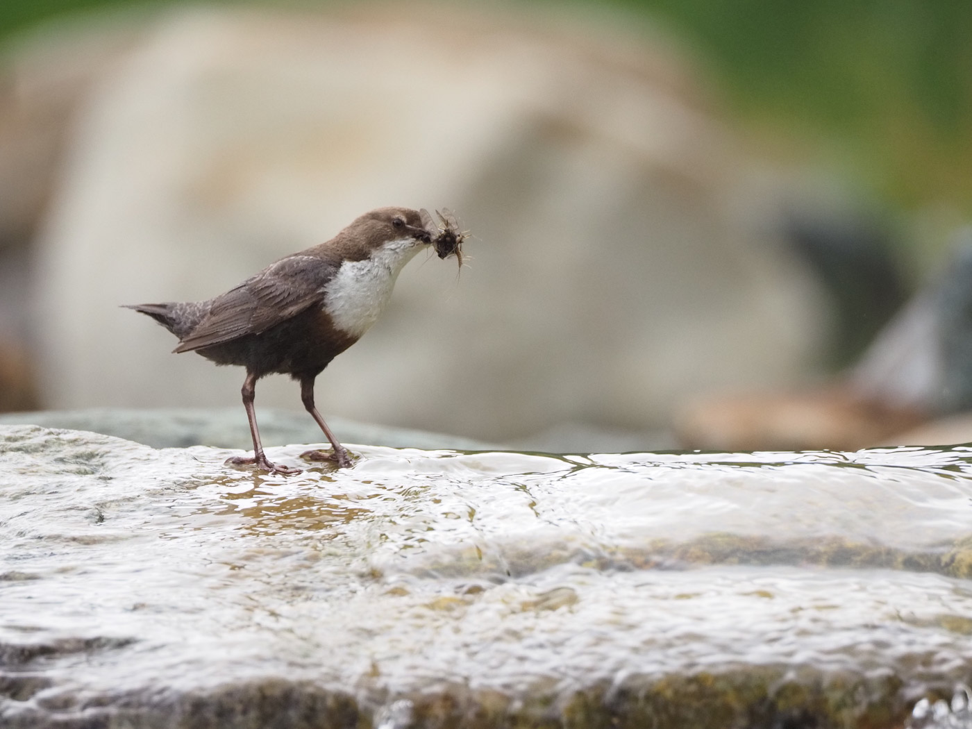 Wasseramsel