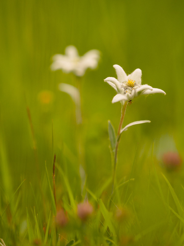 Edelweiss von vorne