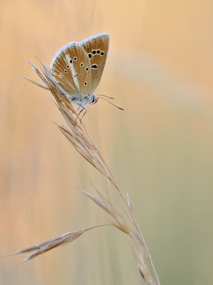 Polyommatus damon,der Weißdolch Bläuling