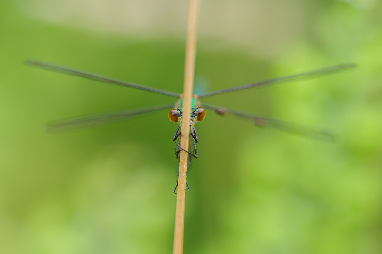 Frontale mit Strohhalm