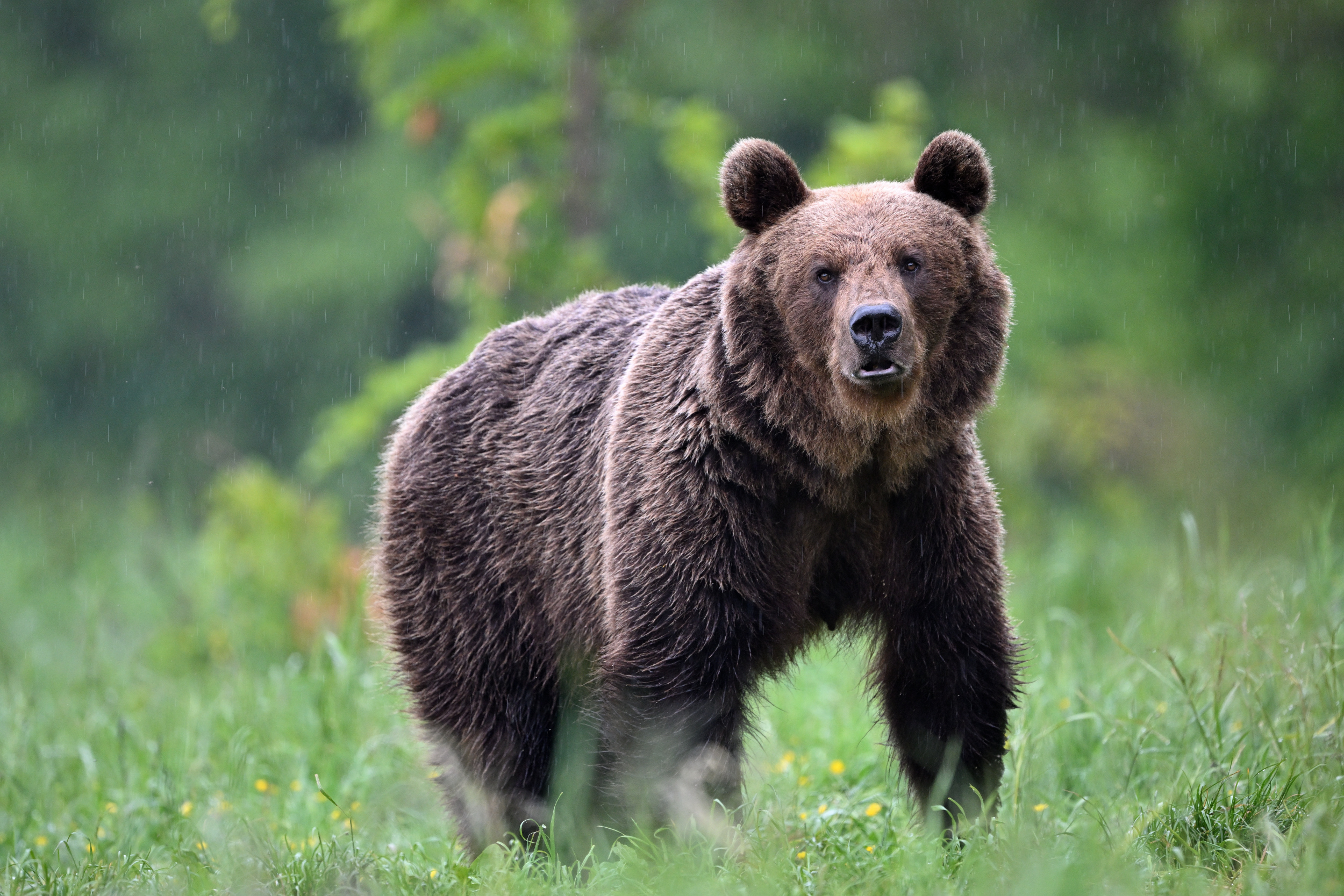 Regen tut gut!