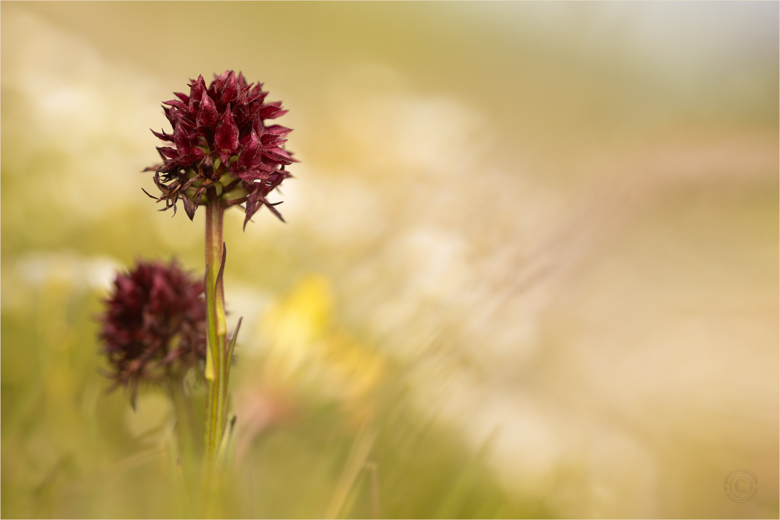 Österreichisches Kohlröschen (Gymnadenia austriaca)