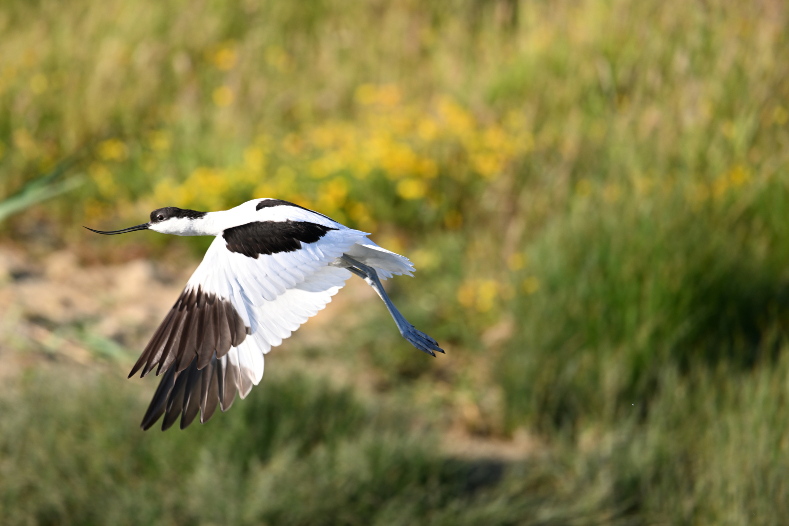 Säbelschnäbler im Flug