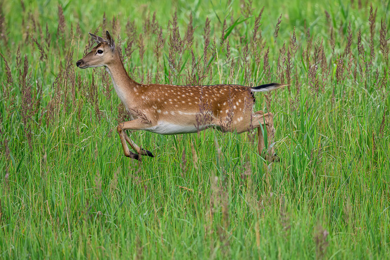 Damwild im Sprung
