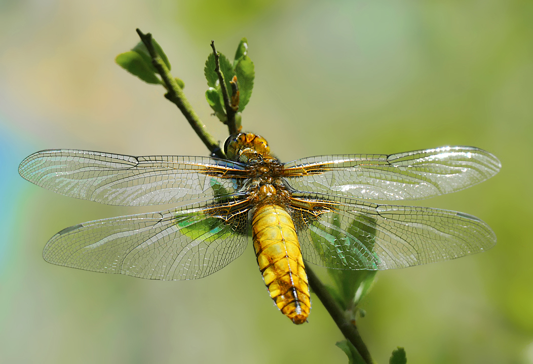 Libelle (Forum für Naturfotografen)