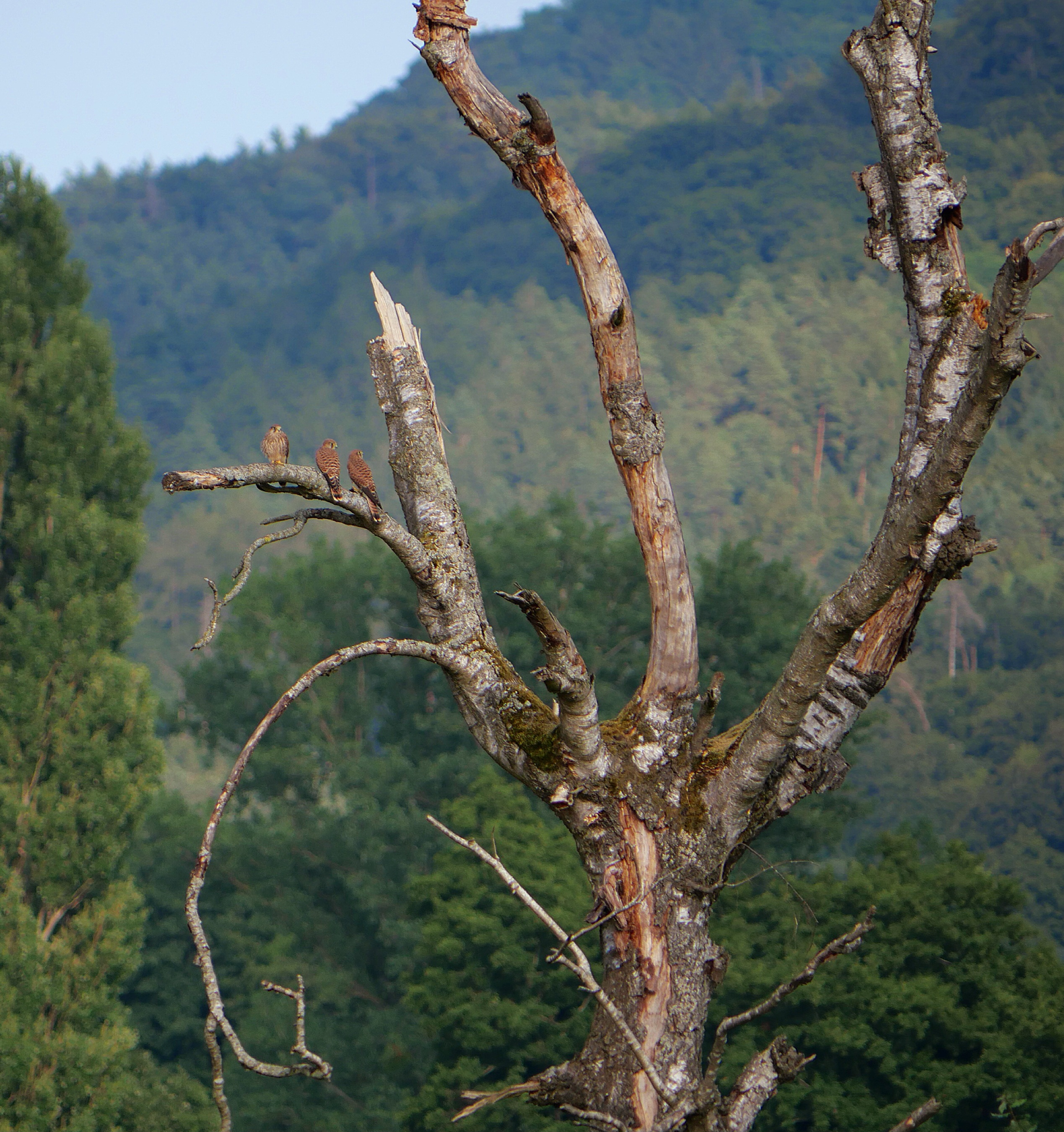 Turmfalken (Jungvögel)