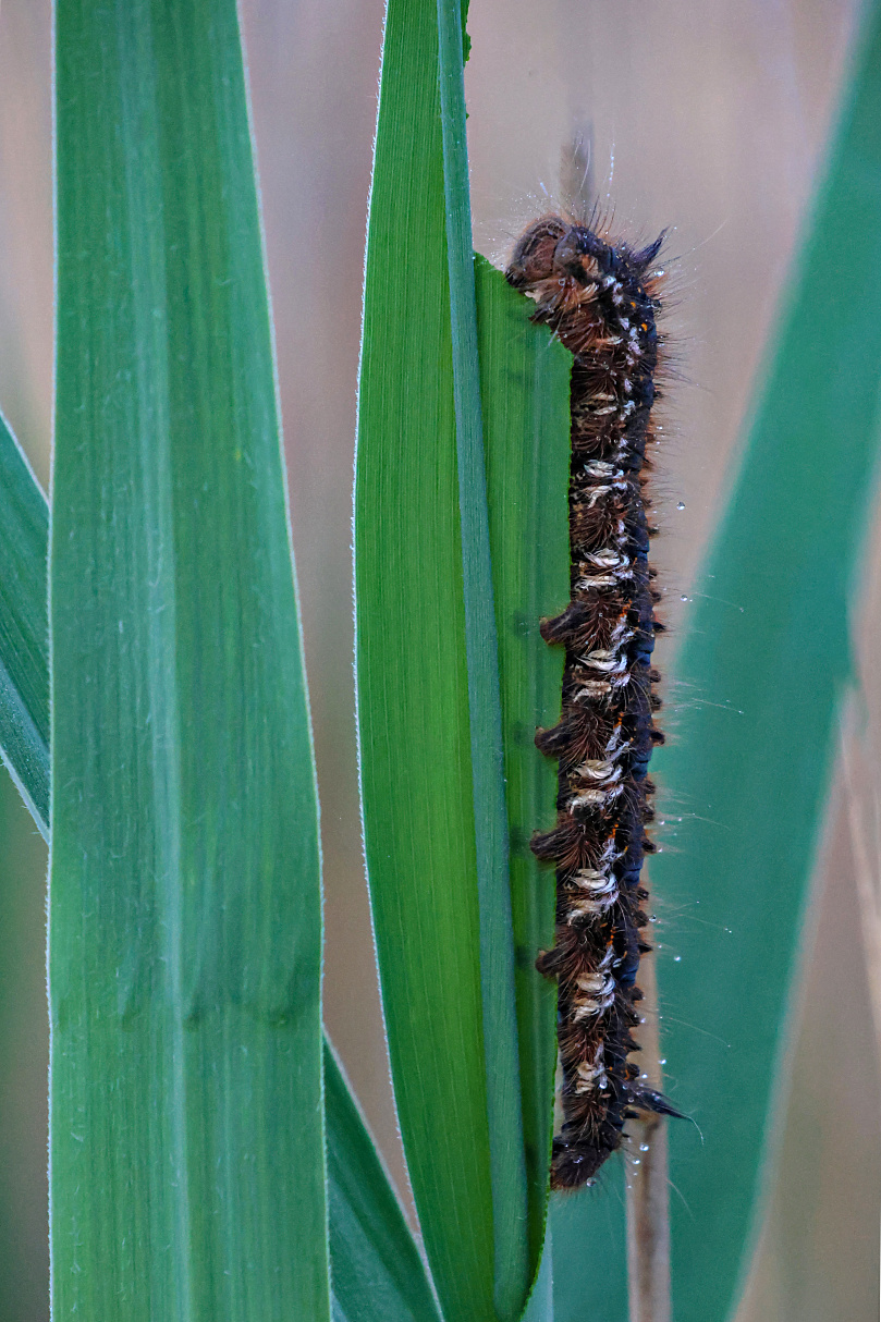 Grasglucke läßt sich Schilf schmecken