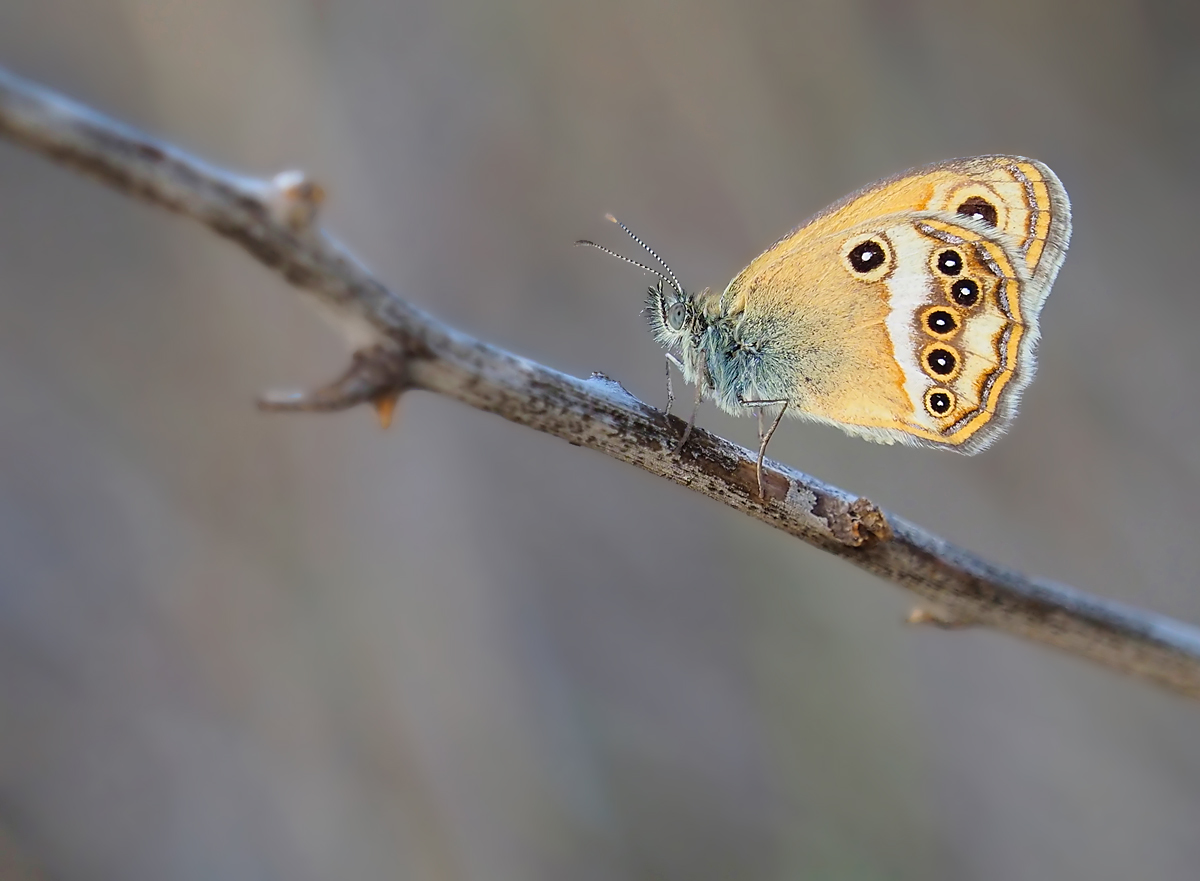 Coenonympha dorus 