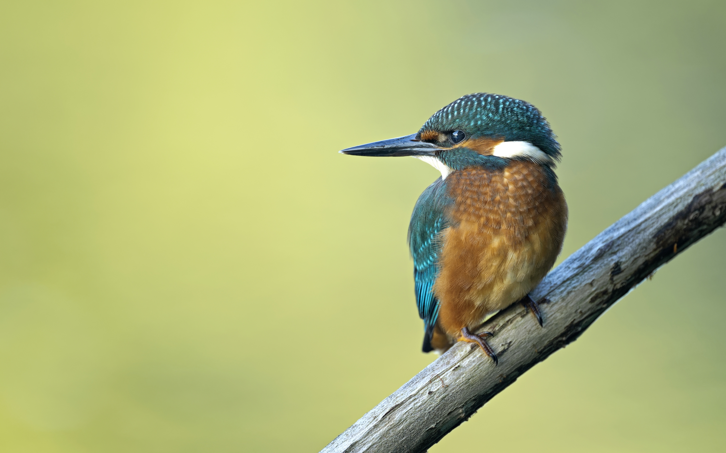 Eisvogel