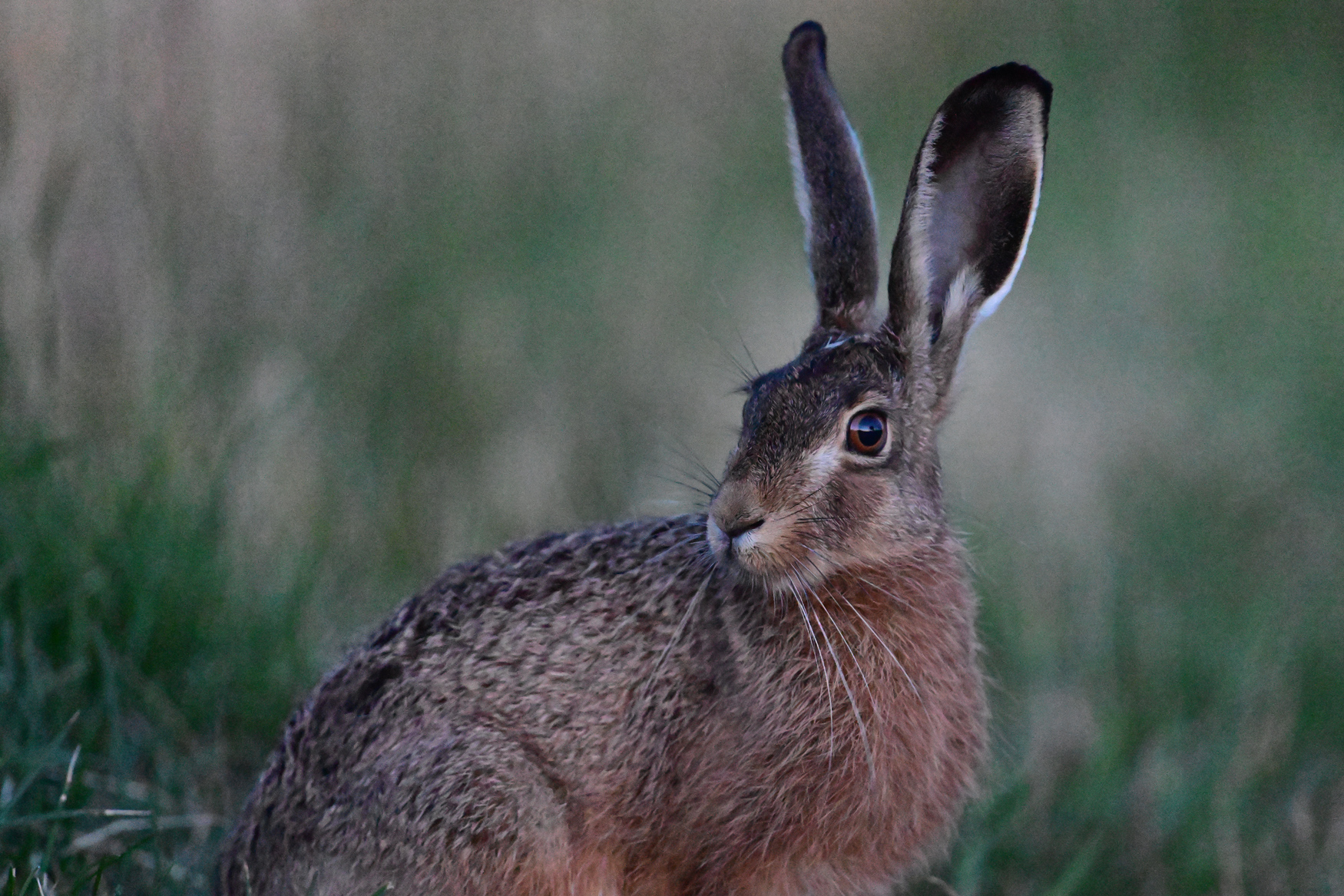 Hase (Forum für Naturfotografen)