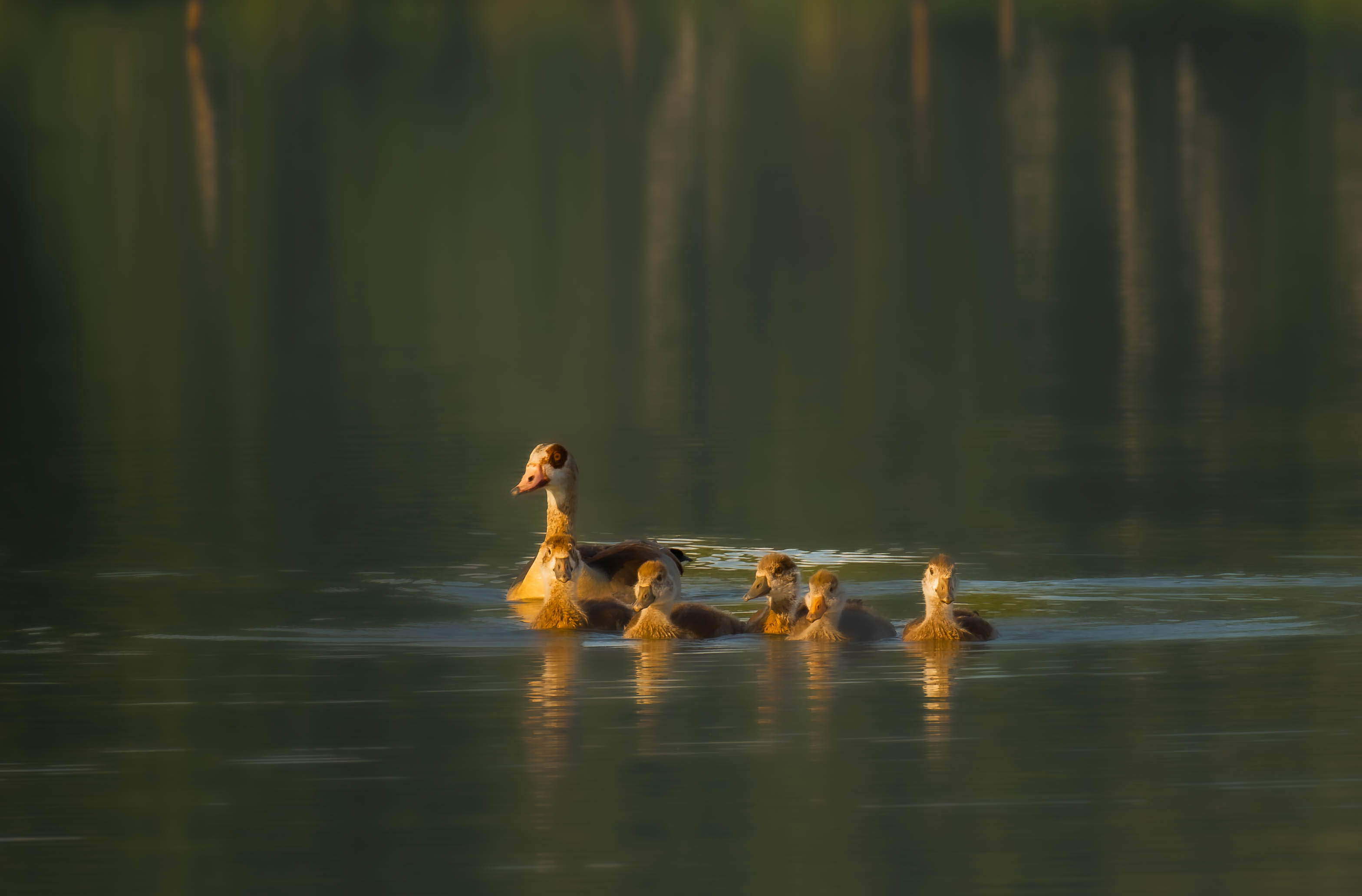 Nilgans mit Gössel im Abendlicht