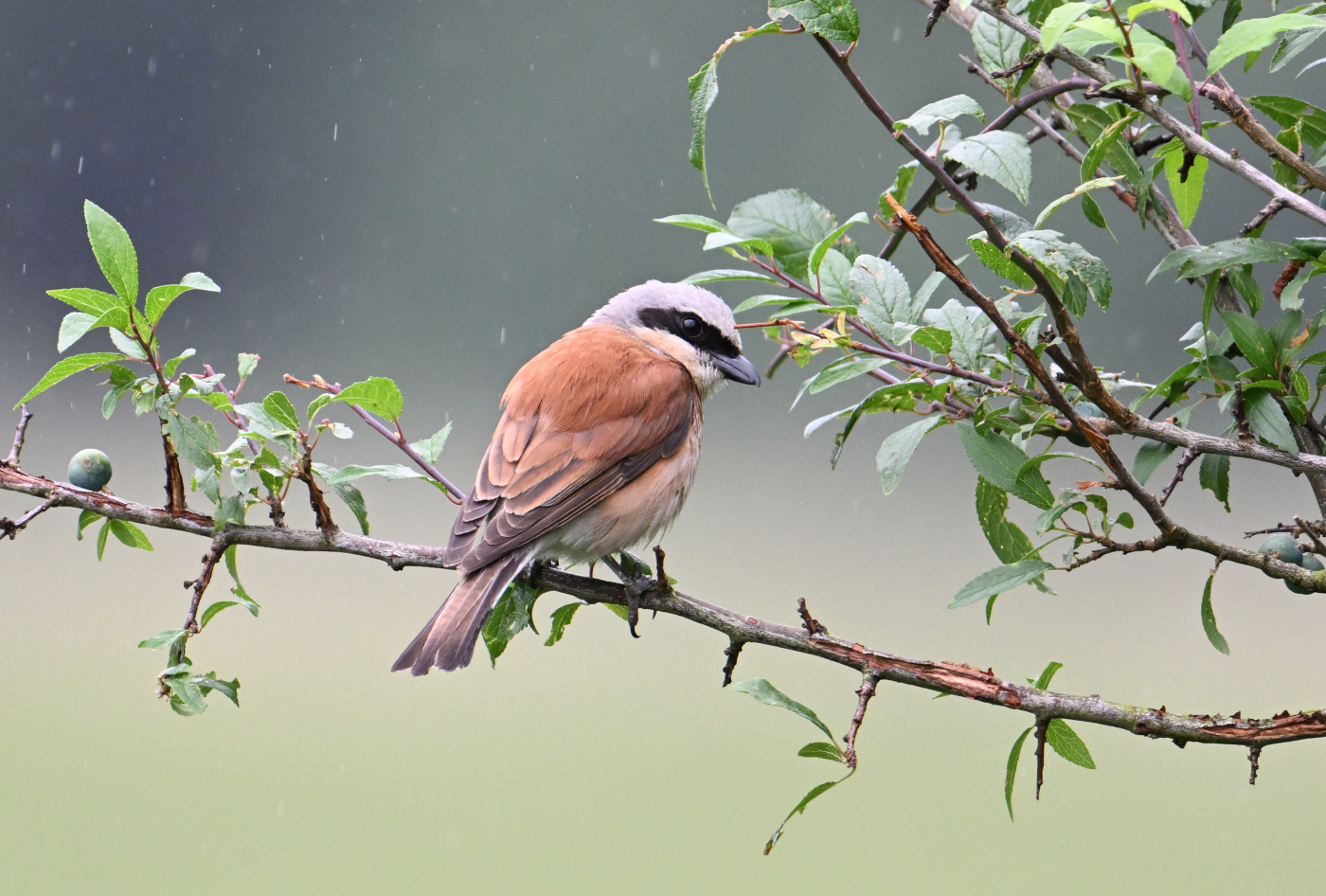 Neuntöter im Regen