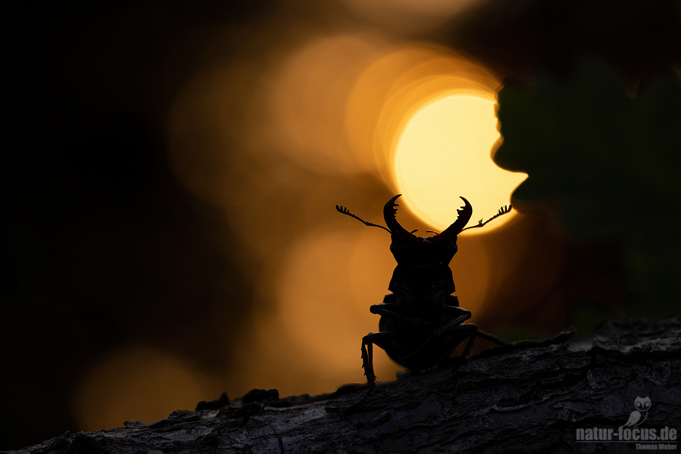 Imposante Silhouette...