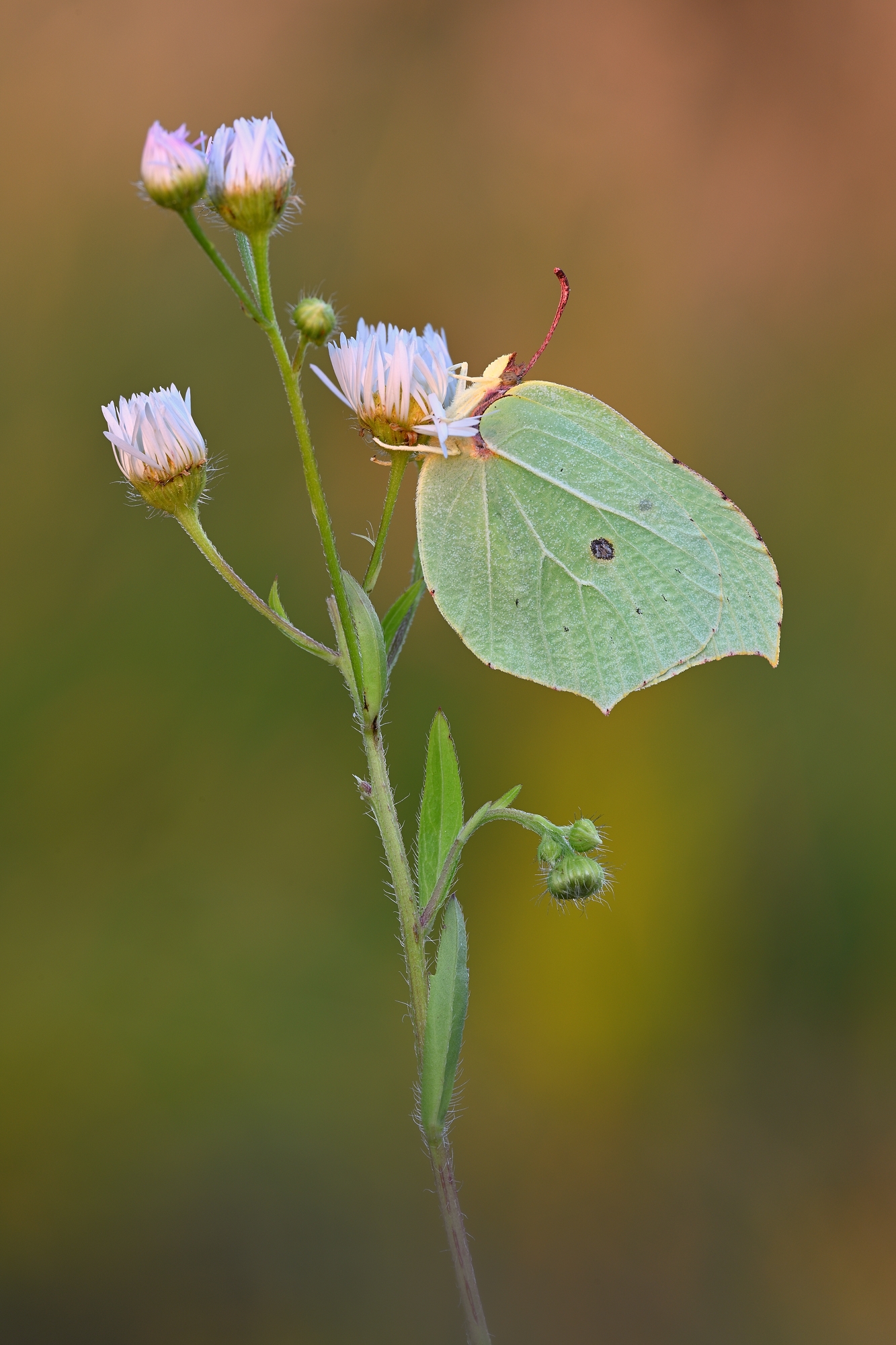 Zitronenfalter (Forum für Naturfotografen)