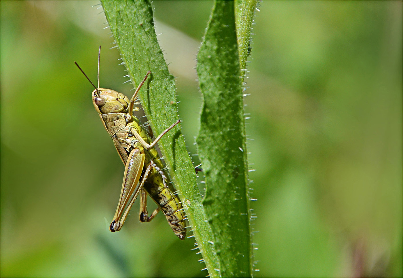 Der Aufsteiger