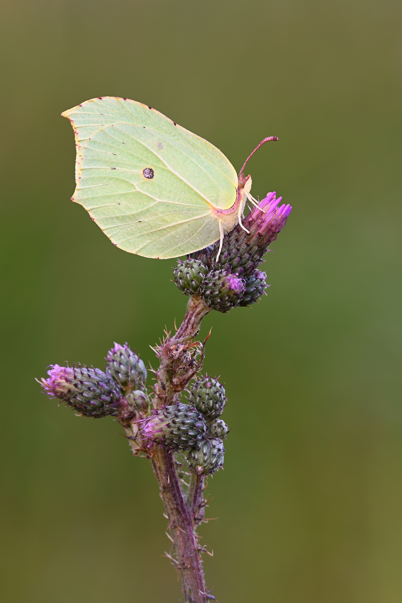 Zitronenfalter (Forum für Naturfotografen)