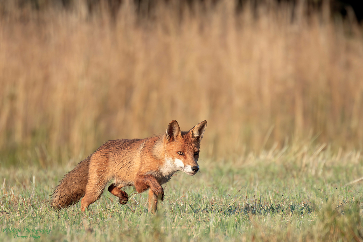 walking fox