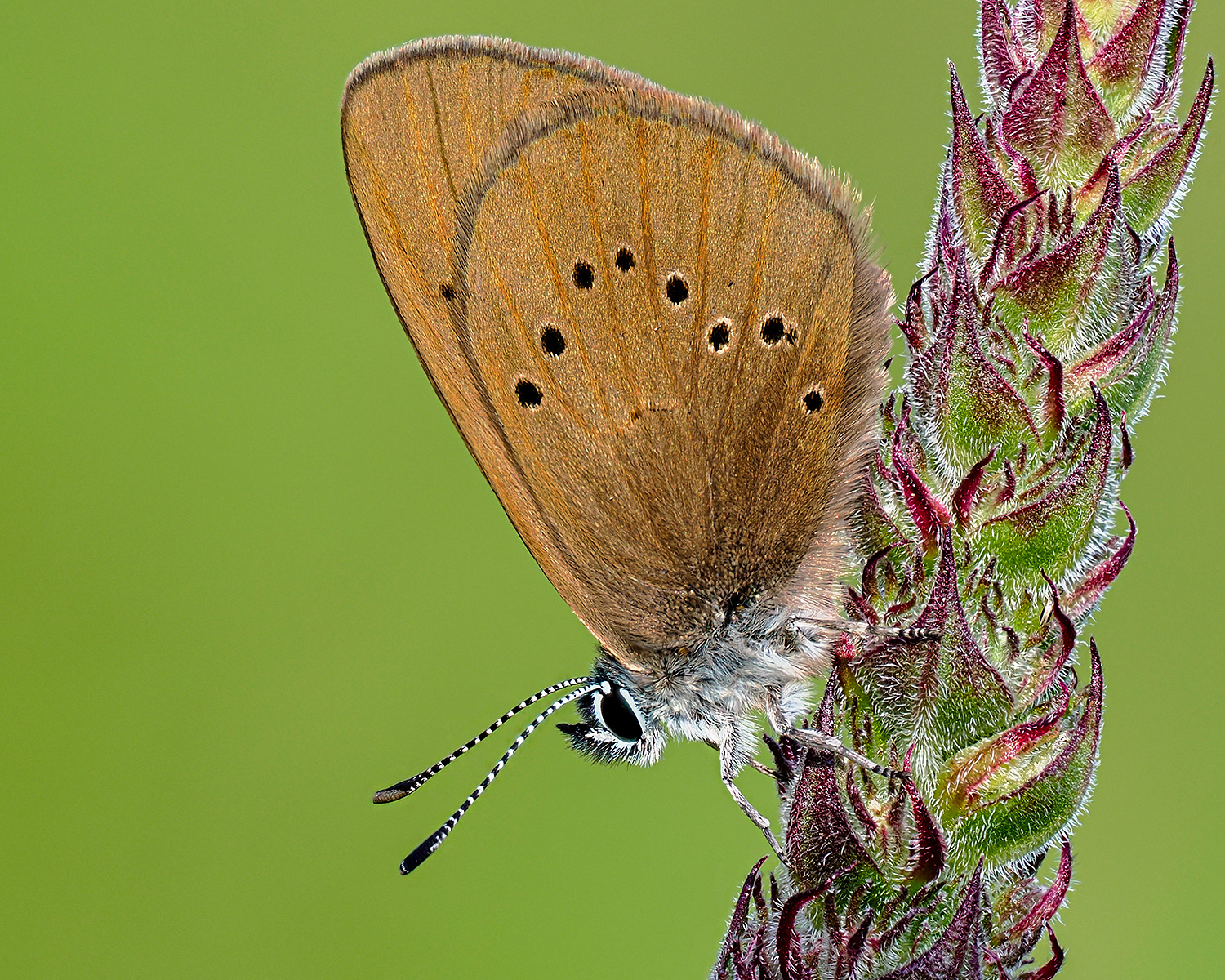 Dunkler Wiesenknopf-Ameisenbläuling  ( Maculinea nausithous )