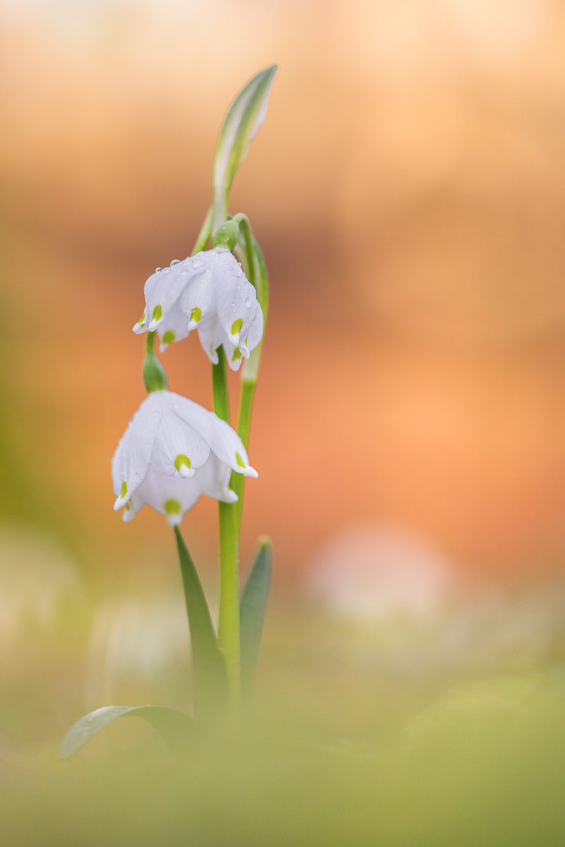 Frühlings-Knotenblume