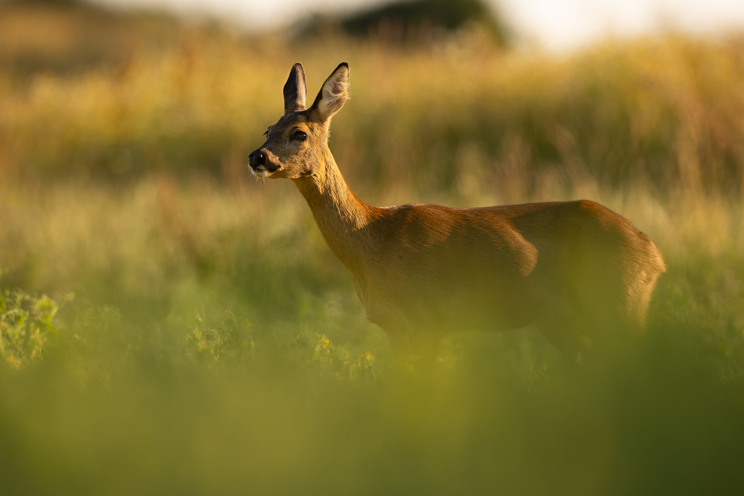 In der Abendsonne