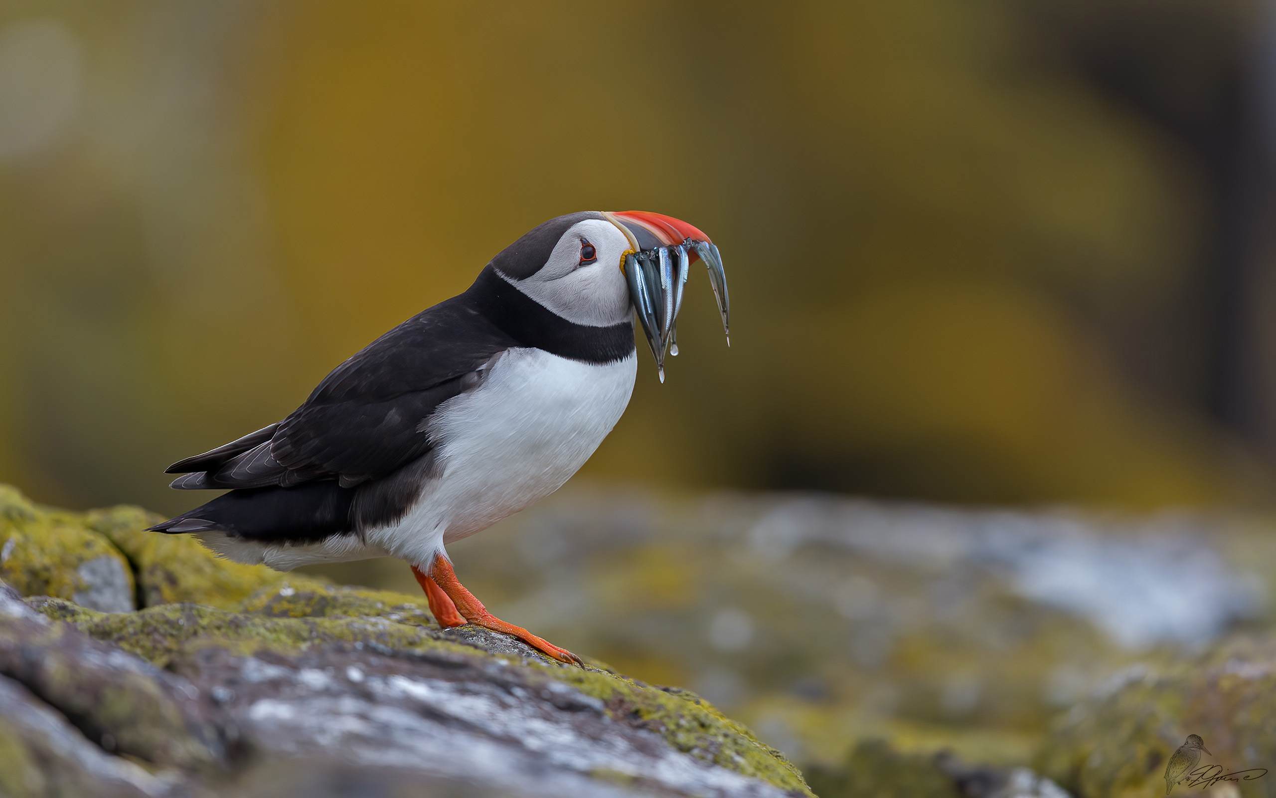 Papageientaucher