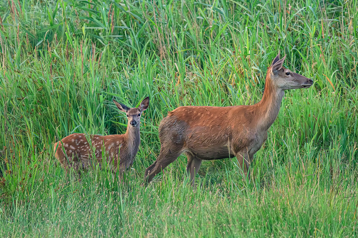 Kahlwild mit Kalb