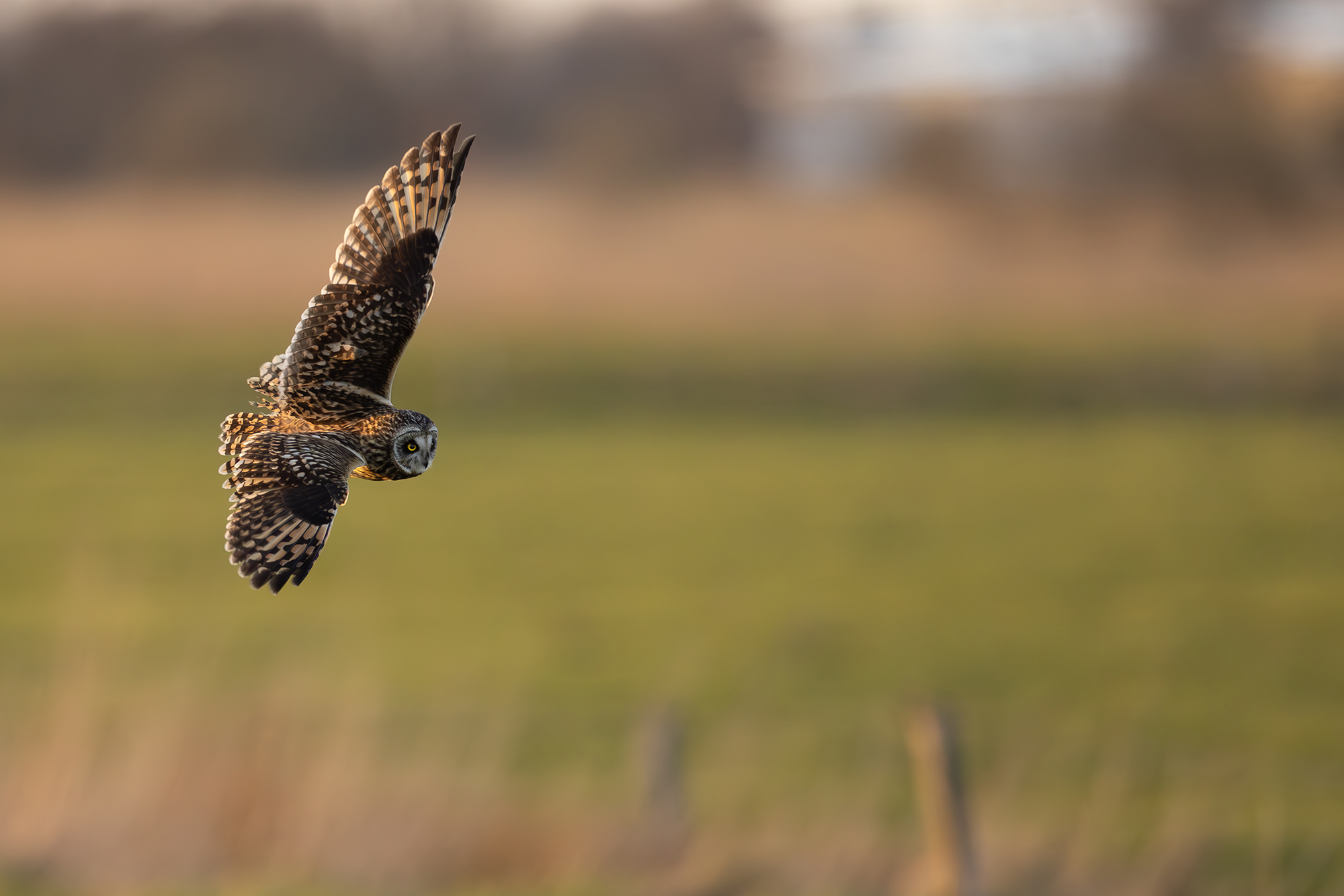 Sumpfohreule im Jagdflug