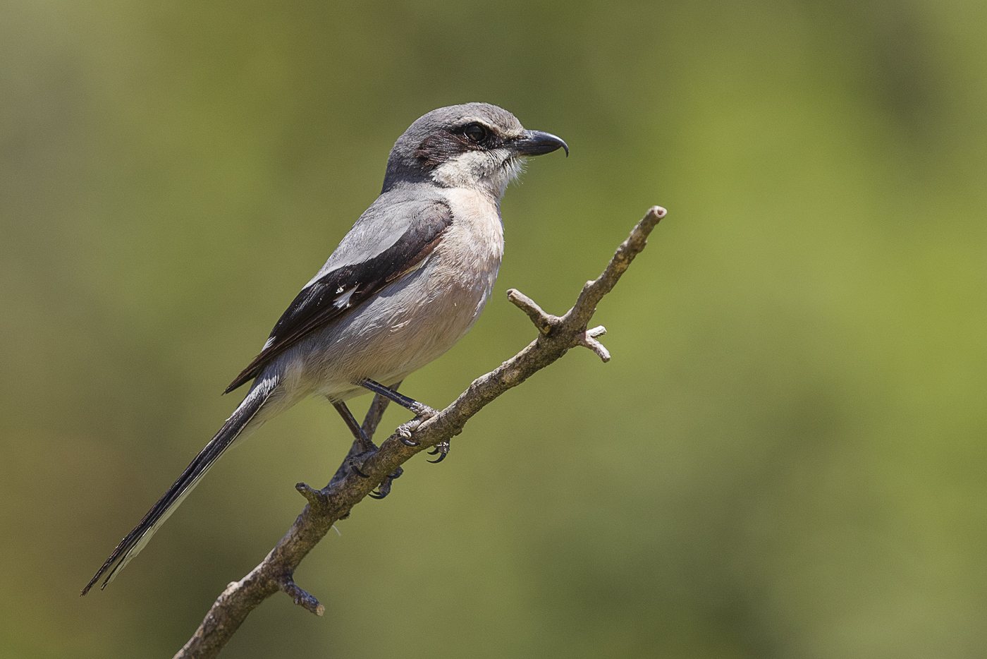 Iberienraubwürger – Lanius meridionalis