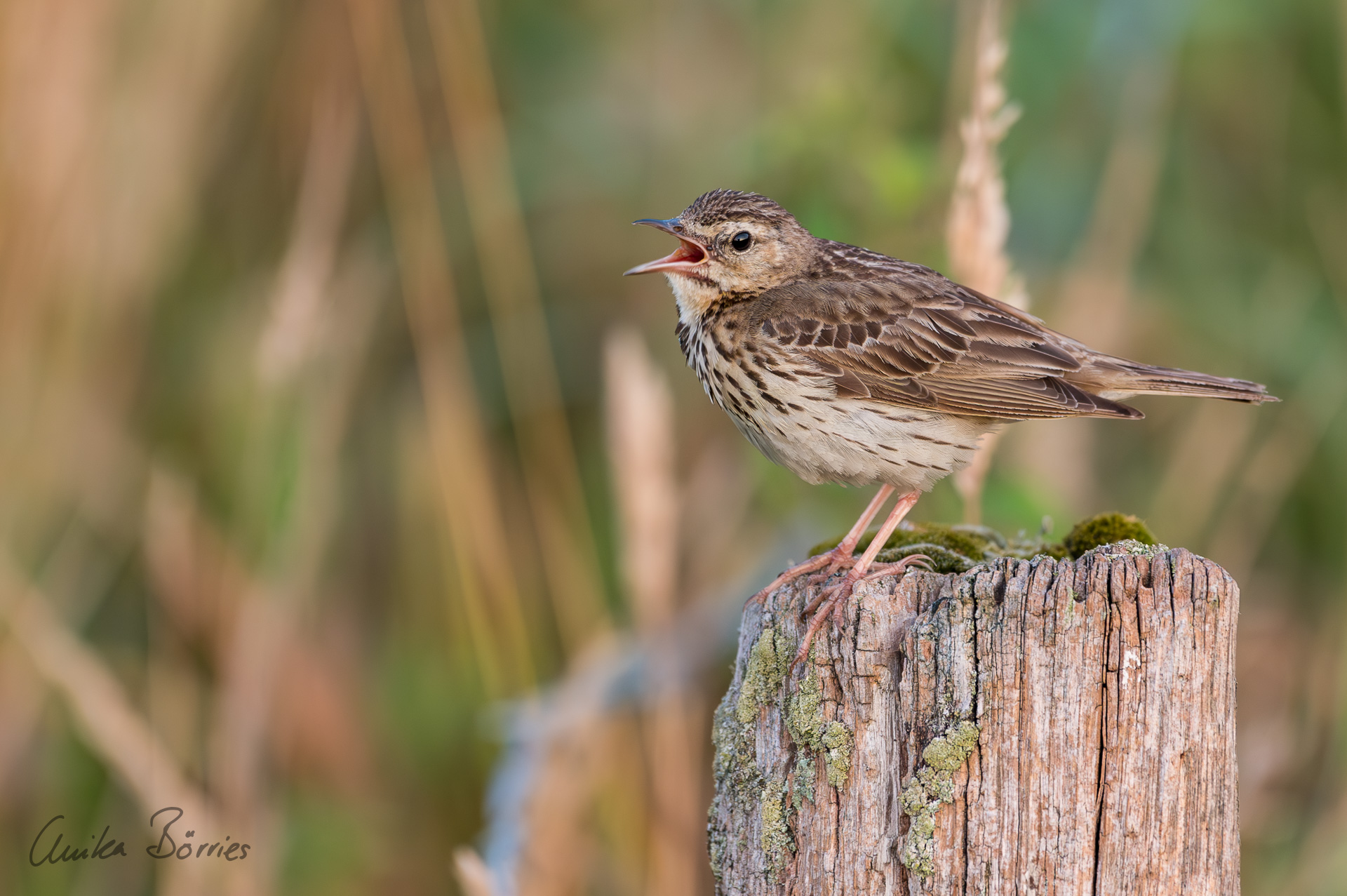 Singender Baumpieper (Forum für Naturfotografen)