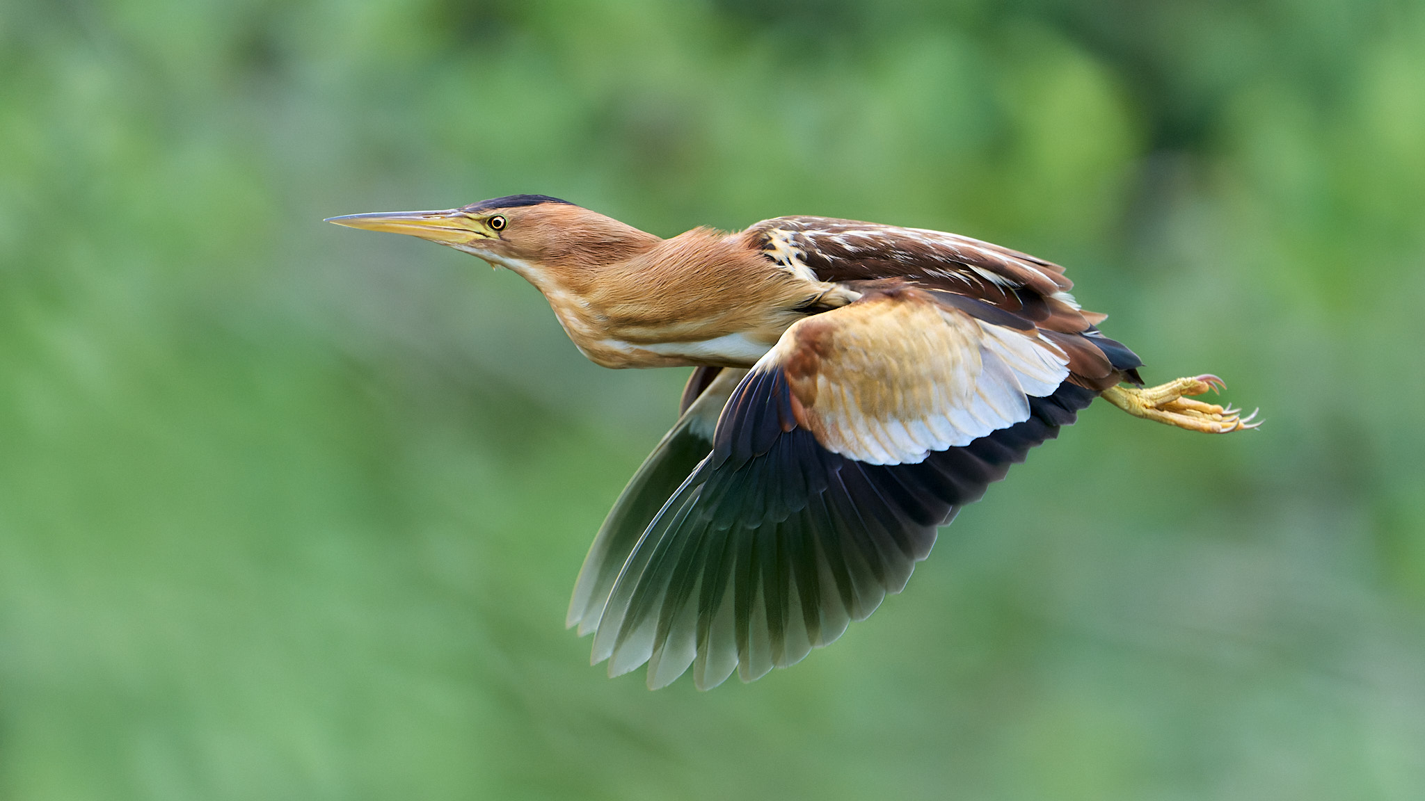 Zwergdommel im Flug