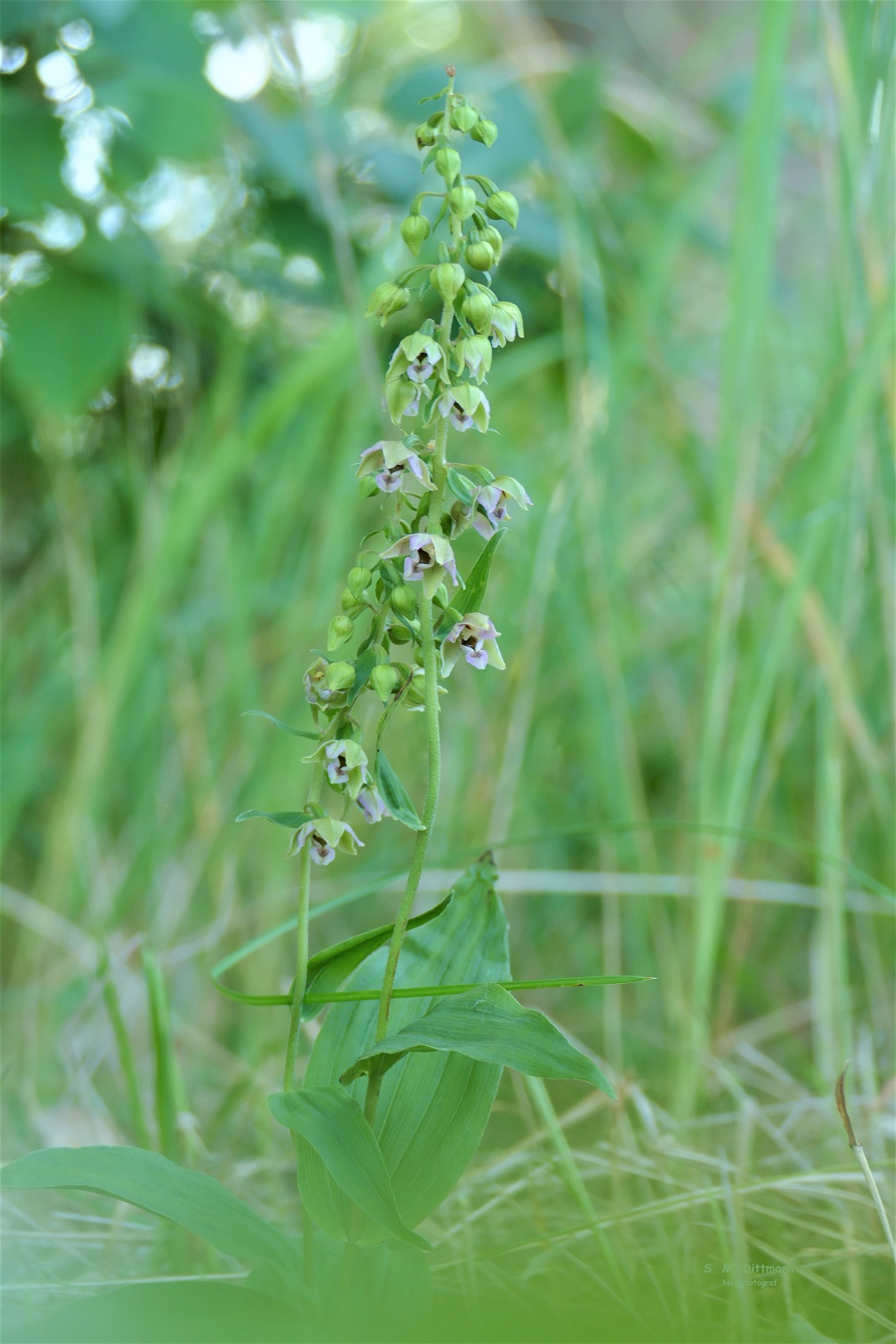 Epipactis