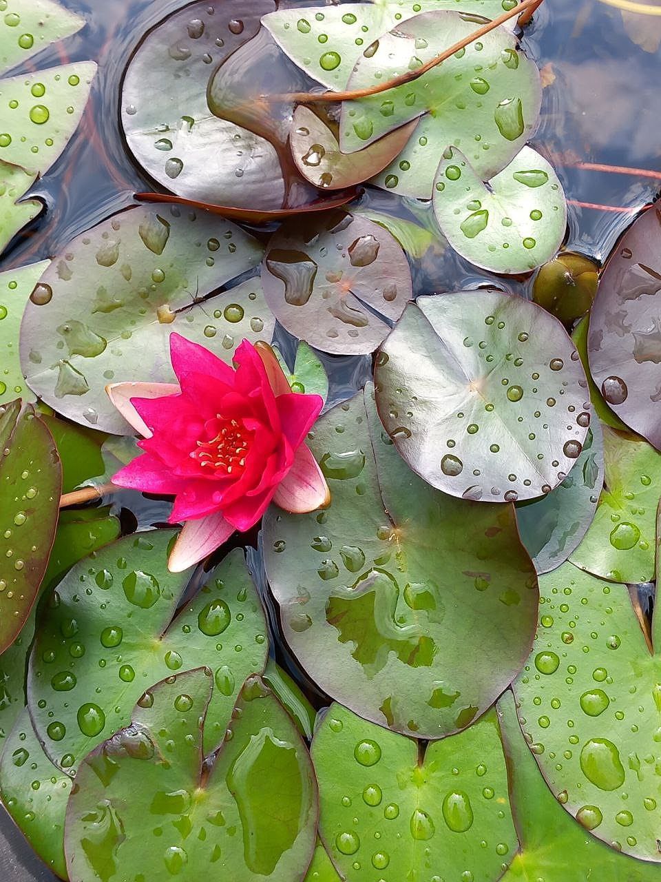 Seerose