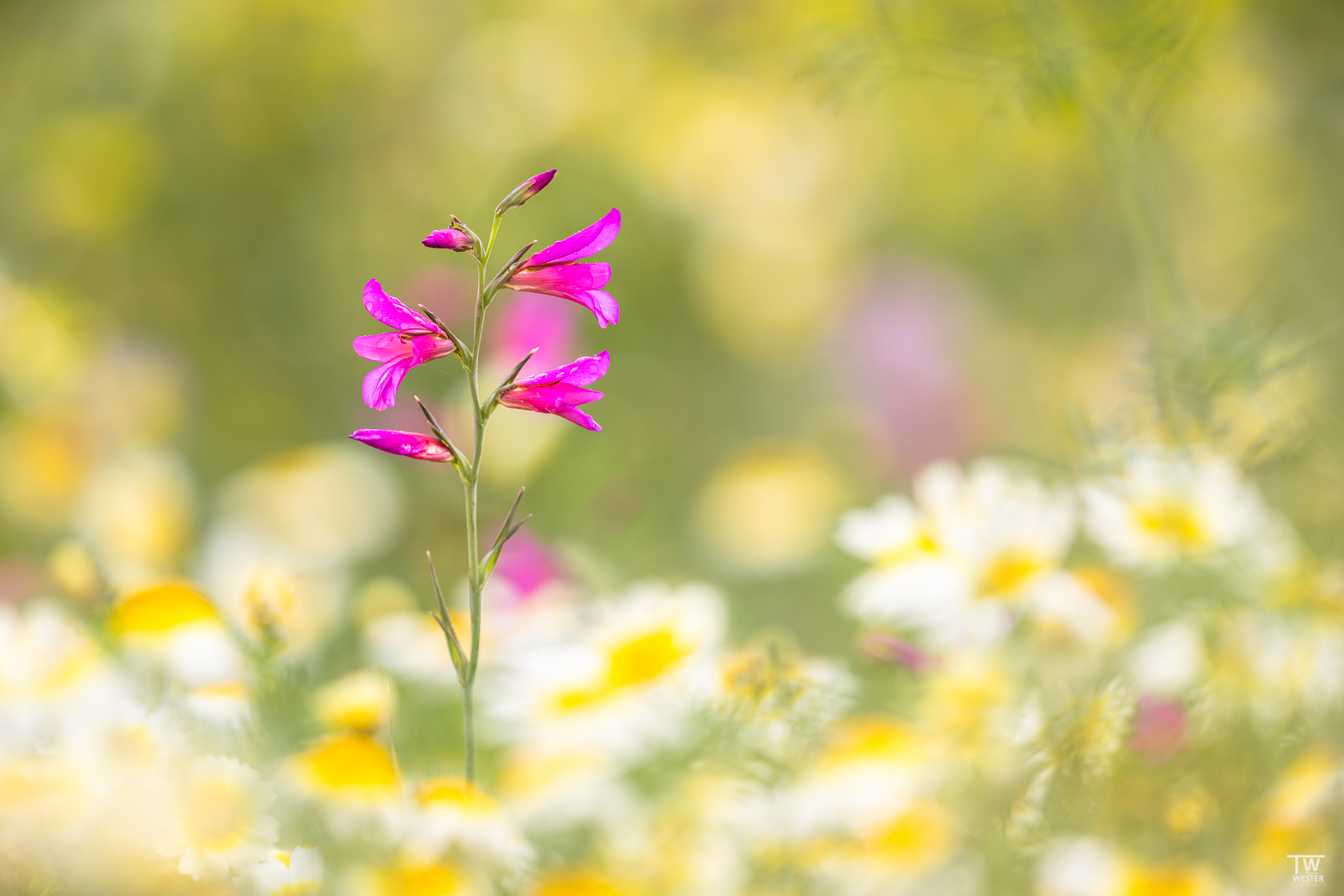 wilde Gladiole