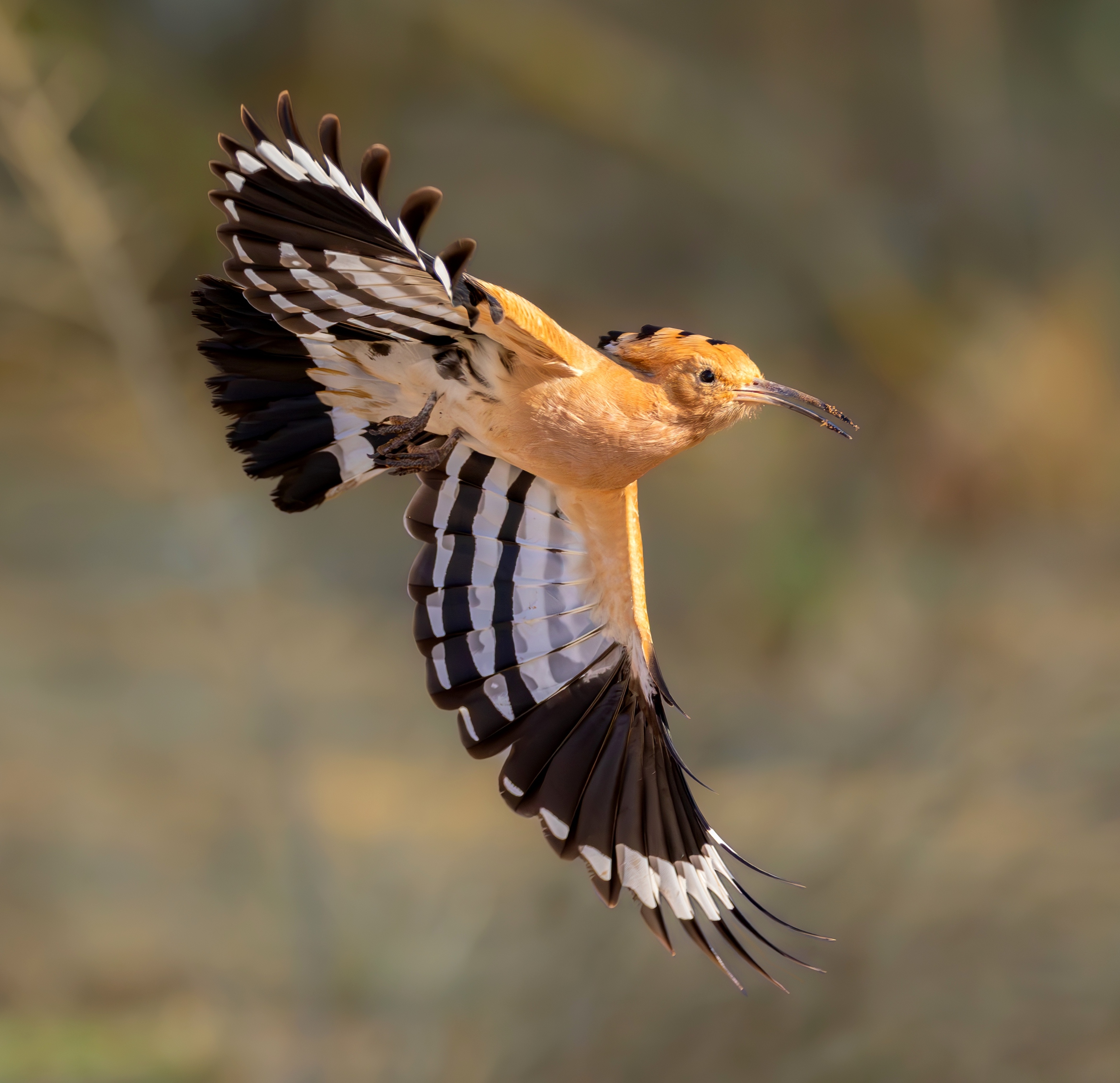 Wiedehopf im Abflug