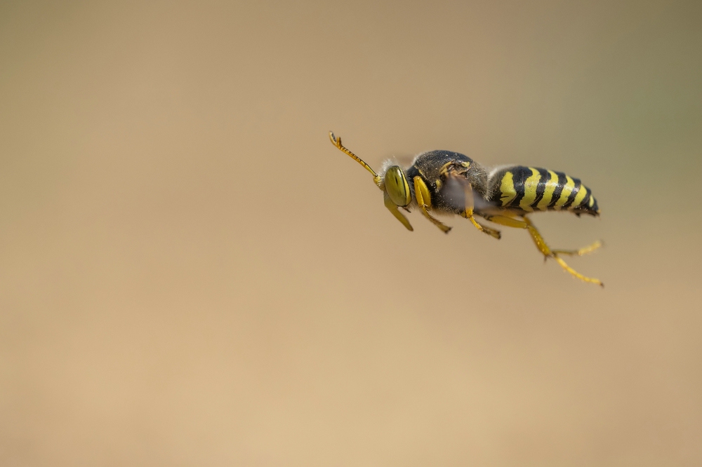 "...Bembix rostrata..."