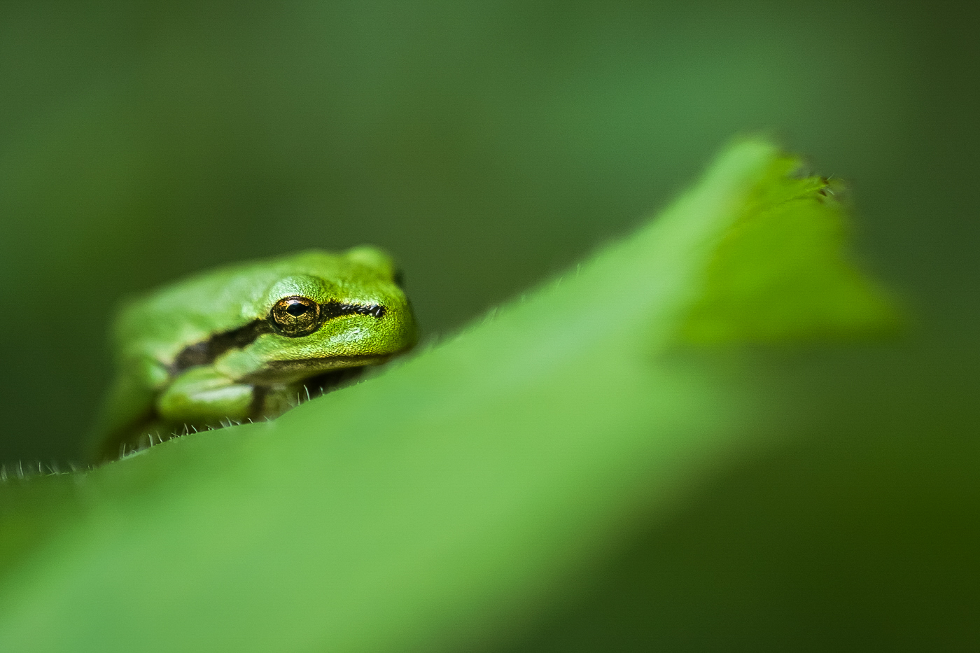 "Blattfrosch"