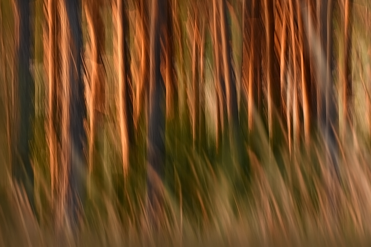 Sonnenuntergang im Kiefernwald