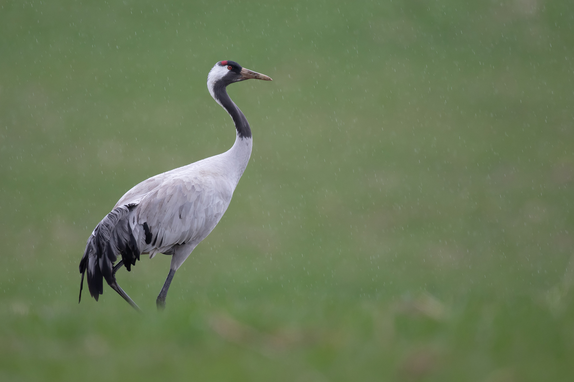Kranich im Regen