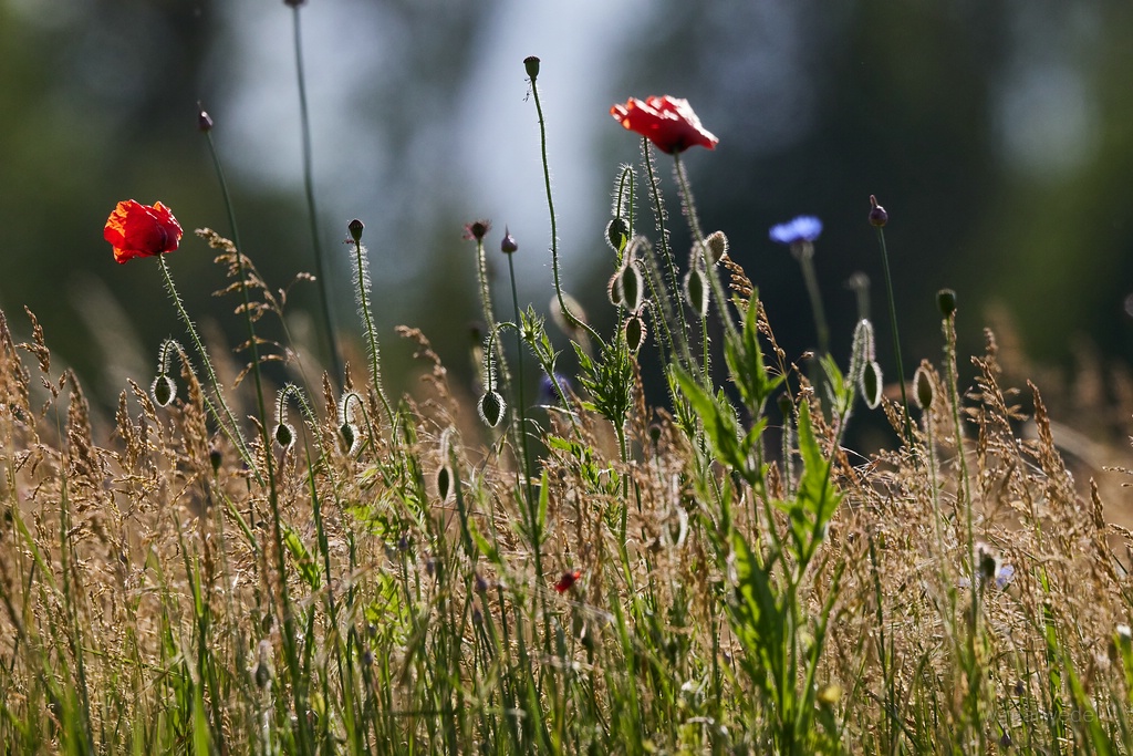 Mohnblumen