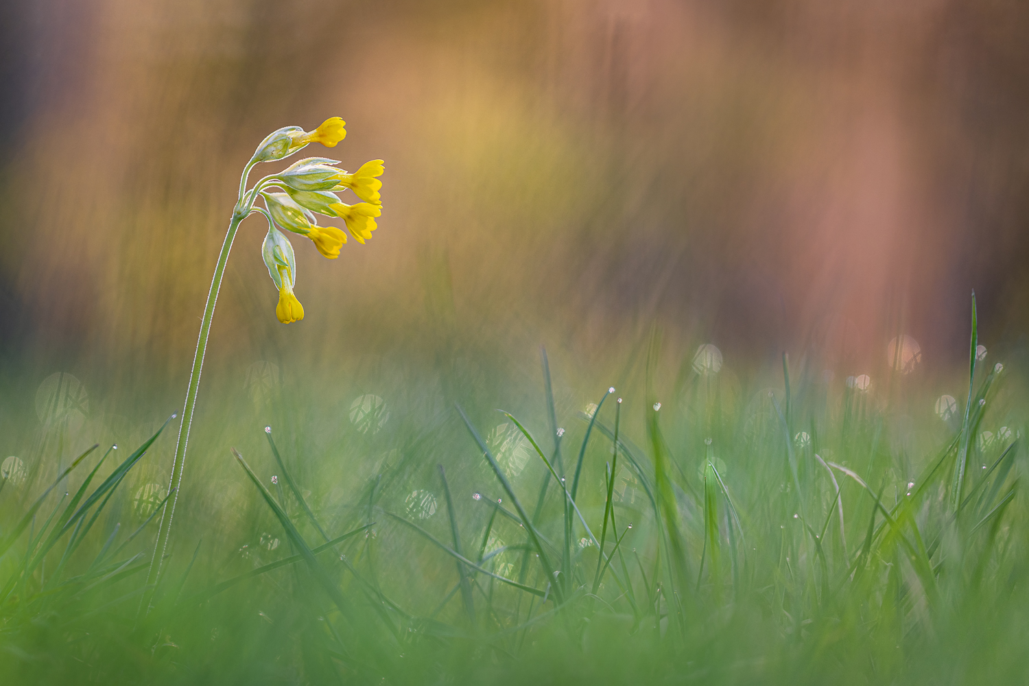 Frühlingsblümchen