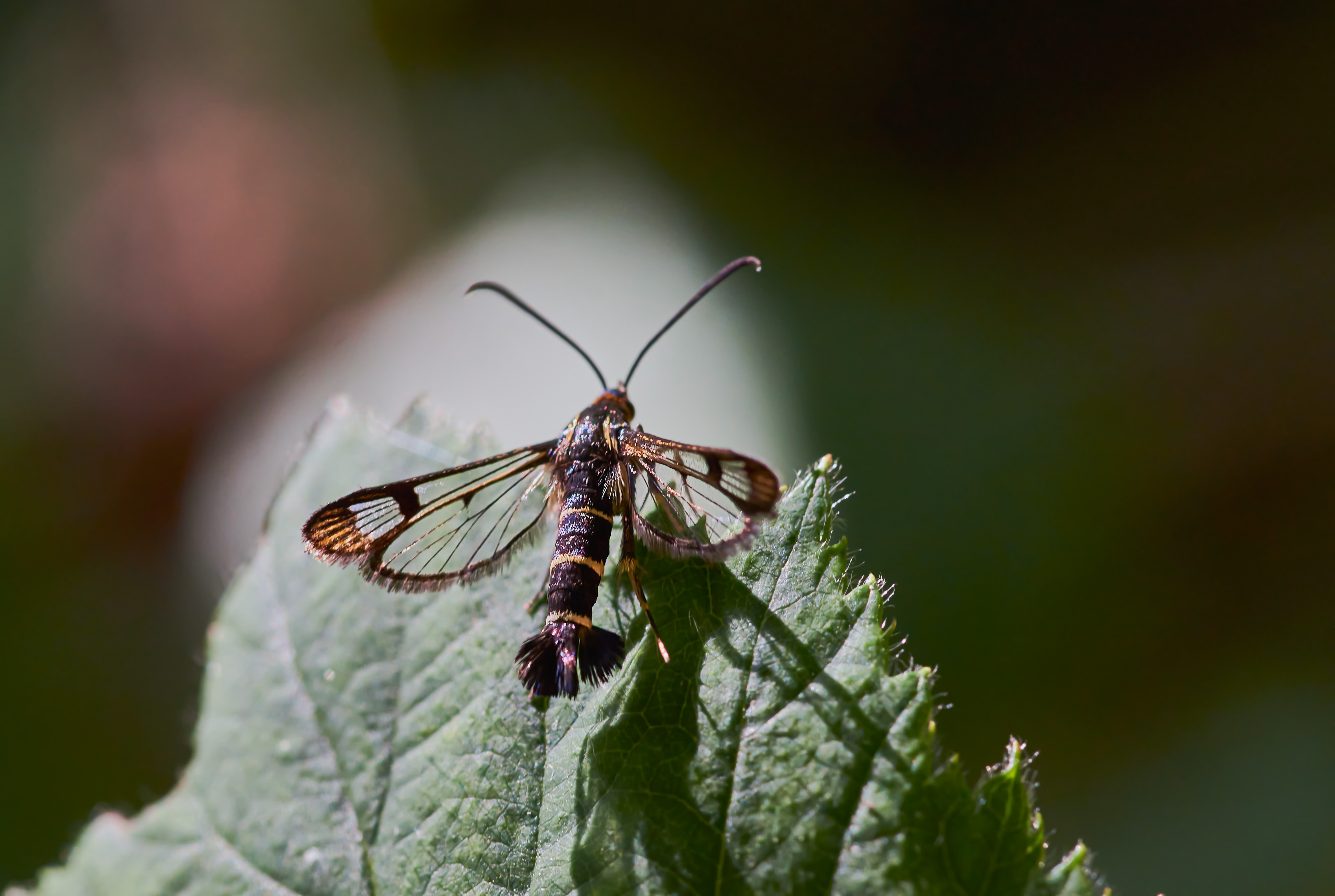 Wiener Nachtpfauenauge (Forum für Naturfotografen)