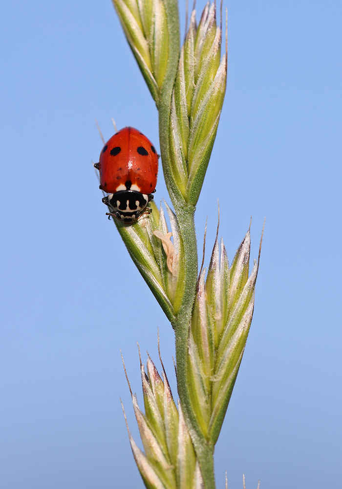 Marienkäfer aber welcher?