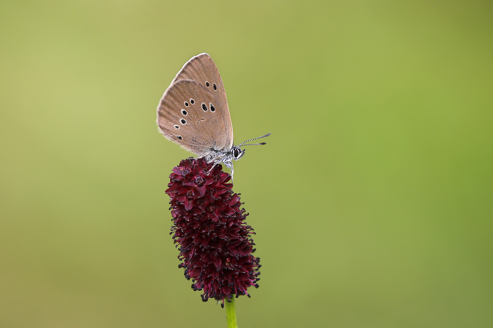 Dunkler Wiesenknopf-Ameisenbläuling