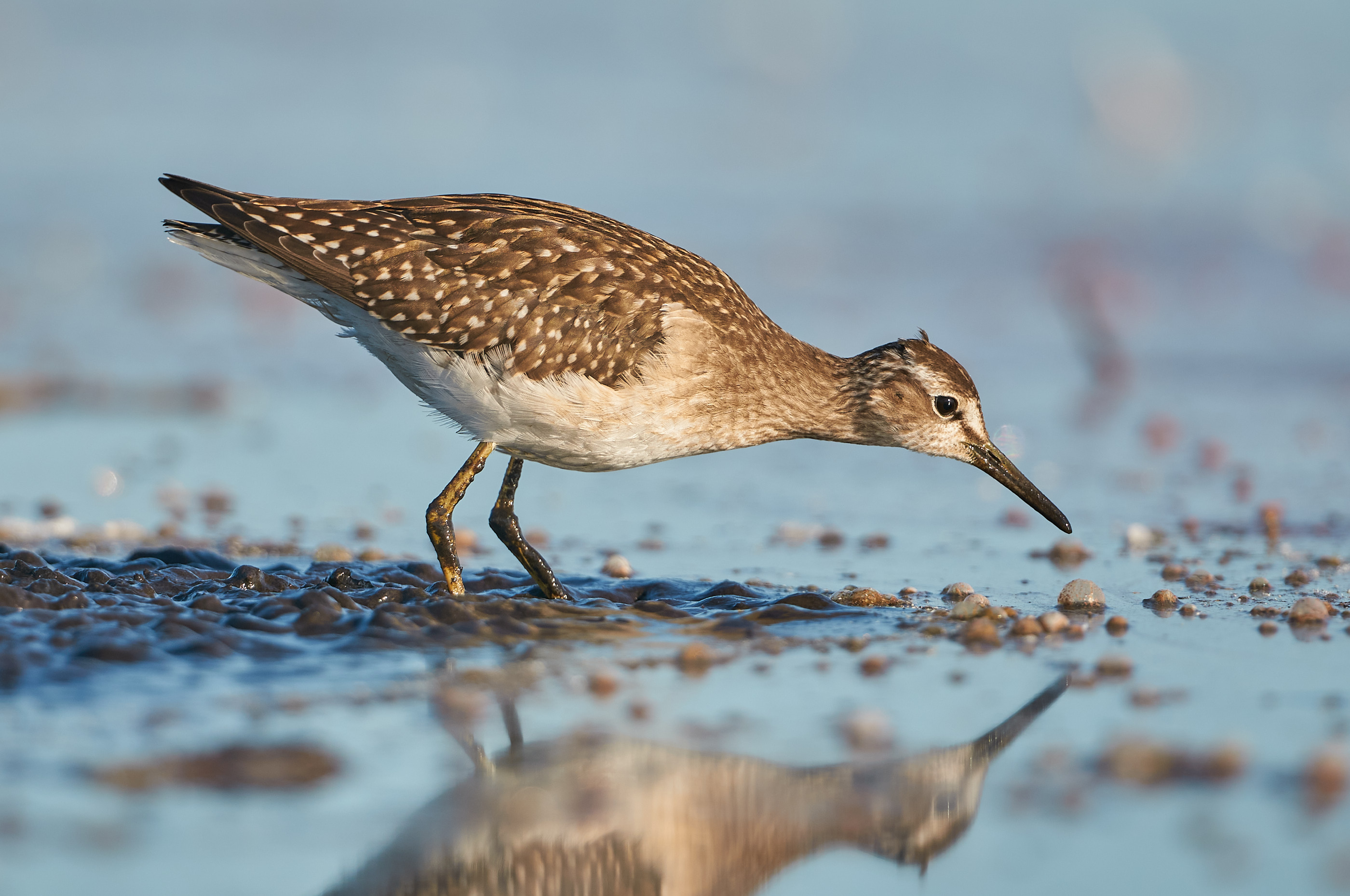 Bruchwasserläufer