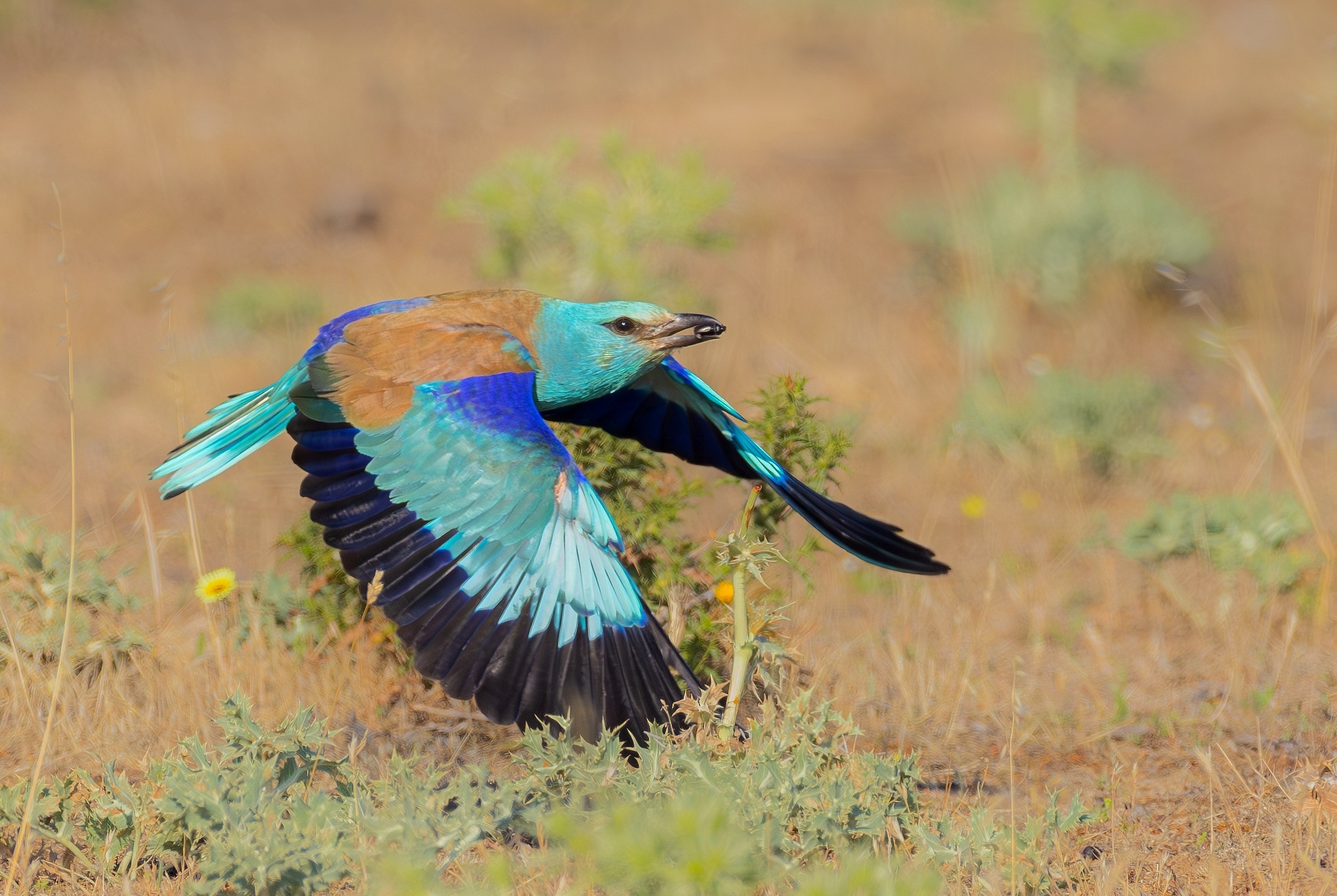 Blauracke in der Extremadura